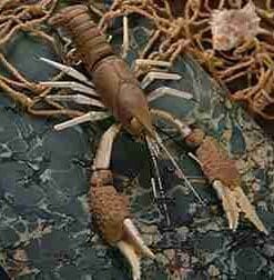 HOMART MAGNETIC LOBSTER SPECIMEN HA-3913-0