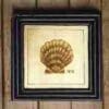 Scallop Seashell On Wood HA-1360-24